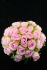 Pink Rosebud Bush x24  (Lot of 1) SALE ITEM